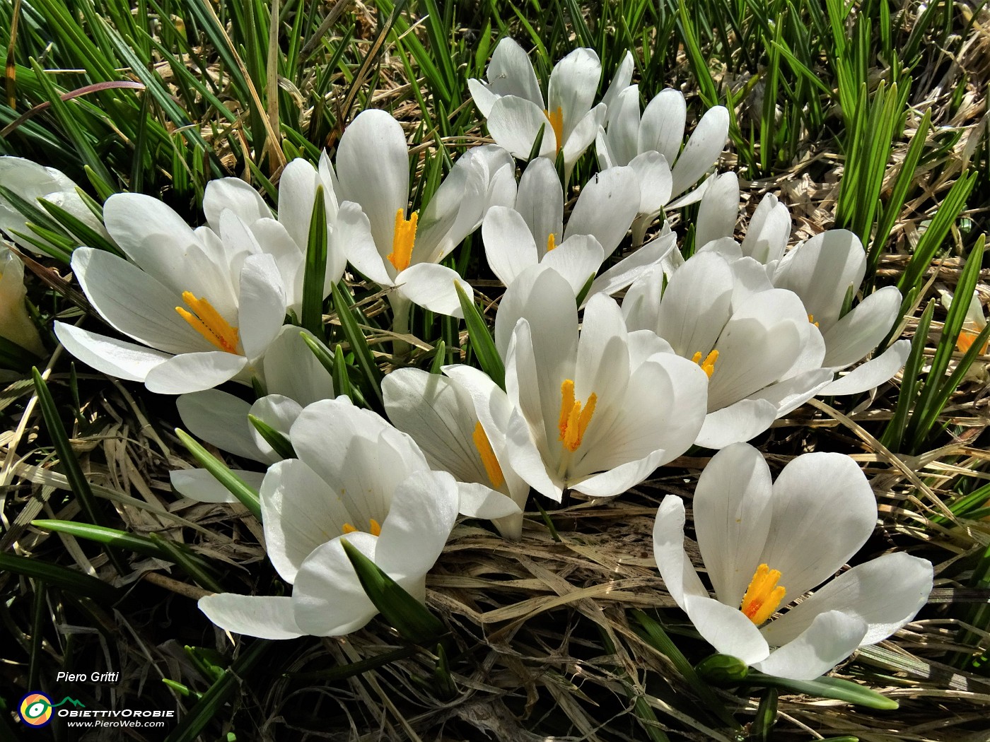 36 Al Monte Campo Crocus vernus bianchi .JPG